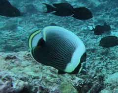 Chaetodon reticulatus