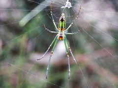 Leucauge decorata
