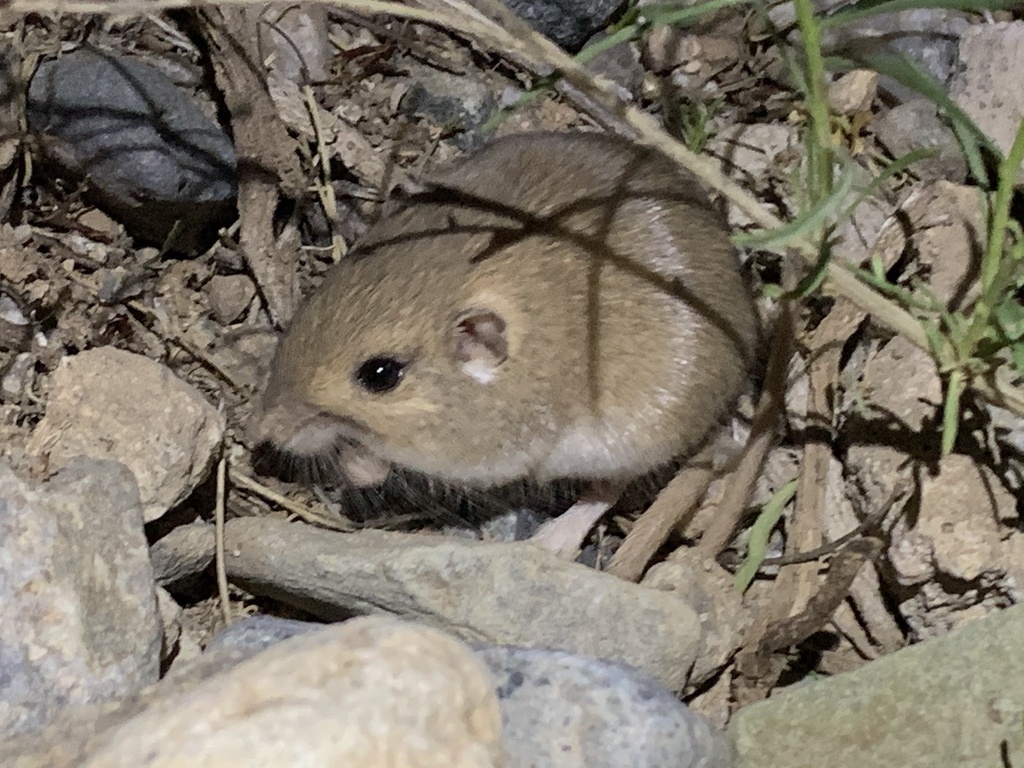 Arizona Pocket Mouse