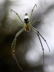 Leucauge decorata