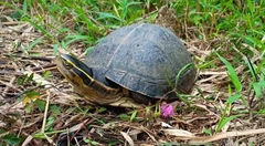 Cuora amboinensis couro