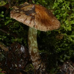Cortinarius cuphomorphus