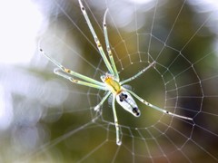 Leucauge decorata