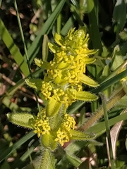 Cruciata laevipes
