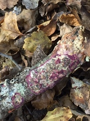 Byssomerulius psittacinus