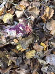 Byssomerulius psittacinus