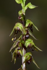 Conioscinella