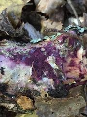 Byssomerulius psittacinus