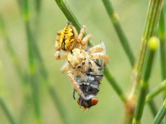 Salticidae