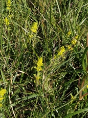 Cruciata laevipes