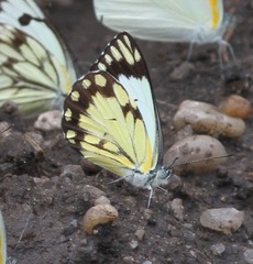 Belenois creona severina