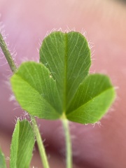 Trifolium bifidum decipiens