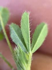 Trifolium bifidum decipiens