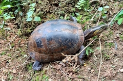 Cuora amboinensis couro