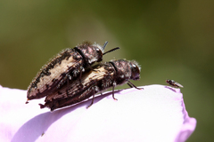 Acmaeodera pilosellae