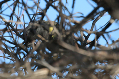 Poicephalus rueppellii