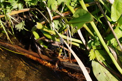 Austroaeschna parvistigma