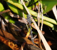 Austroaeschna parvistigma
