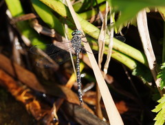 Austroaeschna parvistigma