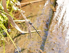 Austroaeschna parvistigma