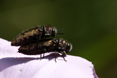 Acmaeodera pilosellae