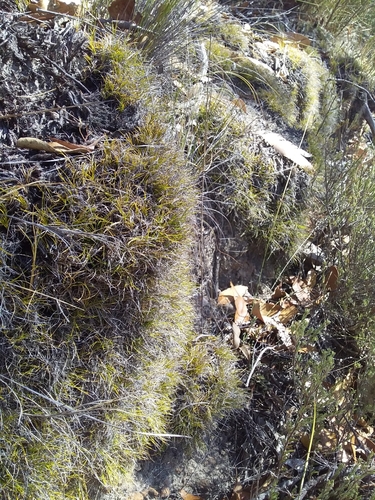 Image of Schoenus breviculmis by no rights reserved