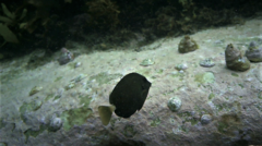 Prionurus microlepidotus