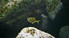 Schuettea scalaripinnis