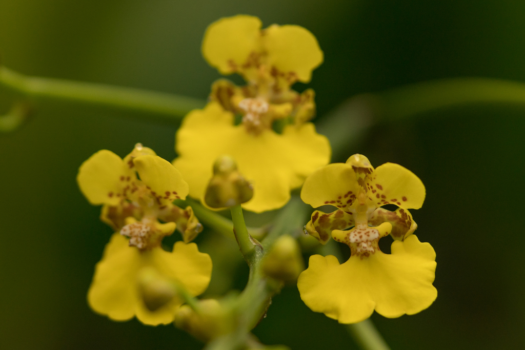 Turtle shell orchid