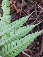 Pteris arisanensis