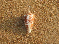 Conus amadis