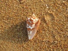 Conus amadis