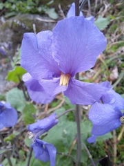 Orychophragmus violaceus