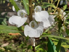 Impatiens balsamina