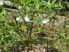 Impatiens balsamina