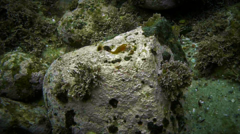 Cochleoceps orientalis