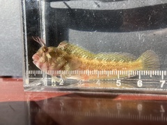 Parablennius yatabei