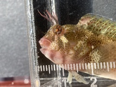 Parablennius yatabei