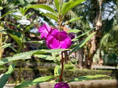 Impatiens balsamina