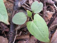 Persicaria senticosa
