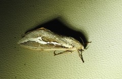 Abantiades labyrinthicus