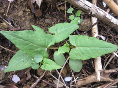 Persicaria senticosa