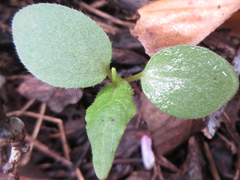 Persicaria senticosa