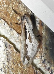 Abantiades labyrinthicus