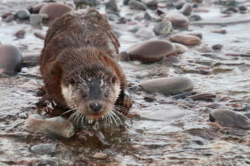 Eurasian Otter