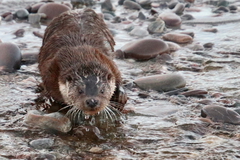 European Otter photo 3