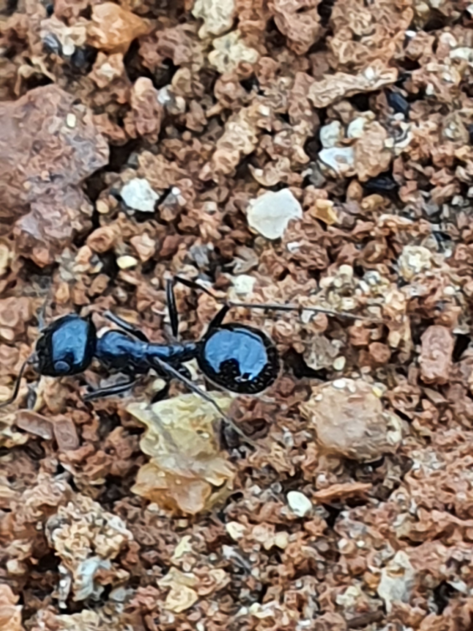 Messor variabilis