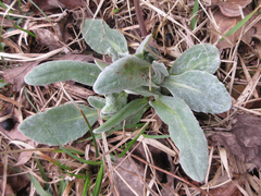 Tephroseris kirilowii