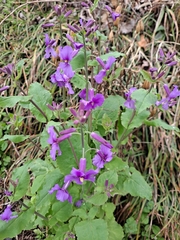 Orychophragmus violaceus