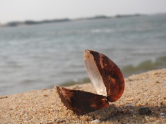 Cucullaea labiata